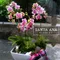 迷你蘭花桌上組合