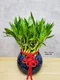 D1-9│送禮盆栽│新北市花店│蘆洲花店│開幕誌慶│新居落成│榮升誌慶│訂花│送花