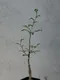 羽葉沒藥( 滔天橄欖)Commiphora monstruosa