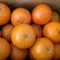【新竹縣農會】桔日良橙柑橘禮盒(10斤/盒)