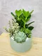 D2-13│多肉植物│新北市花店│蘆洲花店│送禮盆栽│訂花│送花