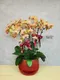 B1-45│蘭花盆栽│新北市花店│蘆洲花店│榮升誌慶│喬遷之喜│開幕誌慶│過年送禮│訂花│送花