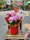 B1-11│蘭花盆栽│新北市花店│蘆洲花店│榮升誌慶│喬遷之喜│開幕誌慶│過年送禮│訂花│送花