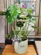 D1-22│送禮盆栽│新北市花店│蘆洲花店│開幕誌慶│新居落成│榮升誌慶│訂花│送花