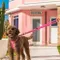澳洲EZYDOG輕巧版法力歐4多功能牽繩 專為中小型犬設計的牽繩 粉色180cm 犬用