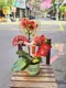 B1-20│蘭花盆栽│新北市花店│蘆洲花店│榮升誌慶│喬遷之喜│開幕誌慶│過年送禮│訂花│送花