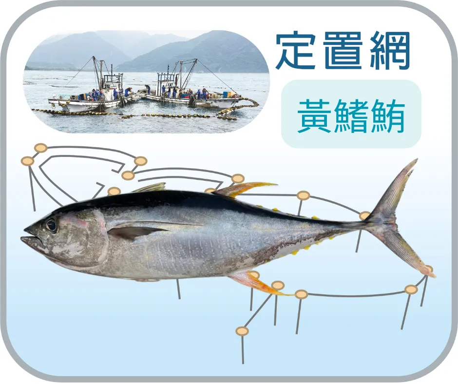 黃鰭鮪