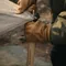 [ CARGO ]  伸縮營柱2入3000mm-黑色/沙色/軍綠｜露營營柱 鋁合金6063營柱 3秒安裝 八角形設計 (附收納袋)