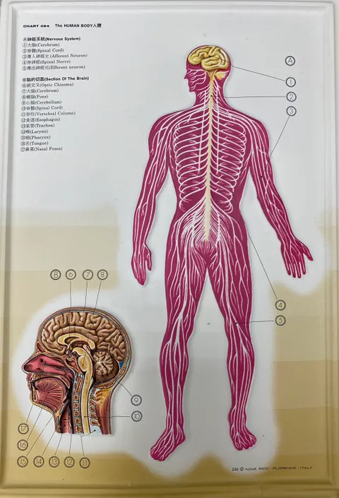 無料健康相談対象製品 世界基準 3Bサイエンフィティック社 模型 交換用皮膚（W46507用） 鍼灸 模型｜制服、作業服