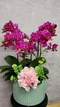 B1-40│蘭花盆栽│新北市花店│蘆洲花店│榮升誌慶│喬遷之喜│開幕誌慶│過年送禮│訂花│送花