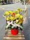 B1-6│蘭花盆栽│新北市花店│蘆洲花店│榮升誌慶│喬遷之喜│開幕誌慶│過年送禮│訂花│送花