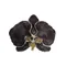 銀邊蝴蝶蘭胸針  Moth orchid with silver rim brooch