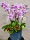 B1-41│蘭花盆栽│新北市花店│蘆洲花店│榮升誌慶│喬遷之喜│開幕誌慶│過年送禮│訂花│送花