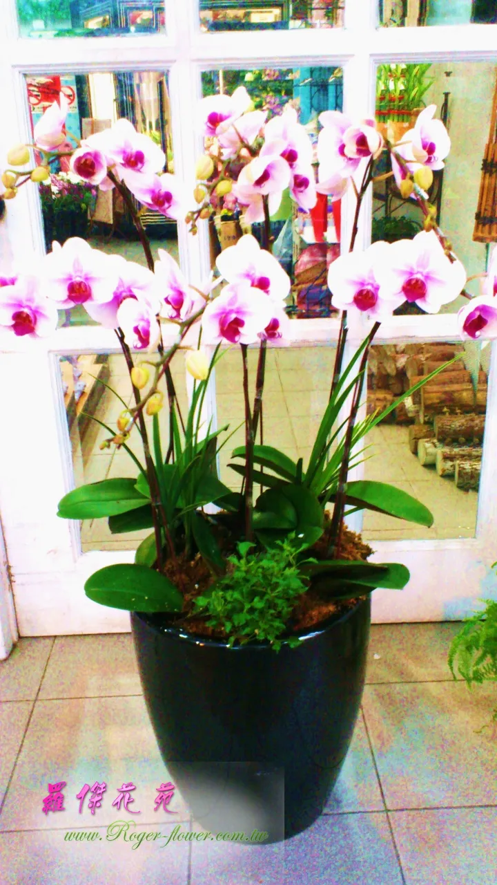 蘭花盆景 宅配送花 花店 新北市花店 五