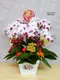B1-12│蘭花盆栽│新北市花店│蘆洲花店│榮升誌慶│喬遷之喜│開幕誌慶│過年送禮│訂花│送花