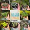 3吋植物盆栽/贈送精美緞帶/園藝/花園/綠生態/治癒/療癒/綠色植物/多種類/翠綠葉子/小盆栽/多肉植物