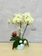 B1-29│蘭花盆栽│新北市花店│蘆洲花店│榮升誌慶│喬遷之喜│開幕誌慶│過年送禮│訂花│送花