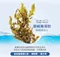 【樂健飛LOVE CAN FLY】超級褐藻潔牙粉(犬貓)-180g