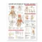 Anatomy and Injuries of the Hand and Wrist Anatomical Chart Paper Unmounted