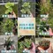 3吋植物盆栽/贈送精美緞帶/園藝/花園/綠生態/治癒/療癒/綠色植物/多種類/翠綠葉子/小盆栽/多肉植物