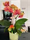 B1-68│蘭花盆栽│新北市花店│蘆洲花店│榮升誌慶│喬遷之喜│開幕誌慶│過年送禮│訂花│送花