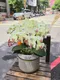 B1-66│蘭花盆栽│新北市花店│蘆洲花店│榮升誌慶│喬遷之喜│開幕誌慶│過年送禮│訂花│送花