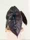 汶萊之星觀音蓮 Alocasia Azlanii  2.5寸 觀葉植物（不含盆）