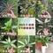 3吋植物盆栽/贈送精美緞帶/園藝/花園/綠生態/治癒/療癒/綠色植物/多種類/翠綠葉子/小盆栽/多肉植物