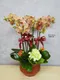 B1-35│蘭花盆栽│新北市花店│蘆洲花店│榮升誌慶│喬遷之喜│開幕誌慶│過年送禮│訂花│送花