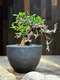 索馬利亞沒藥Commiphora foliacea