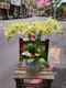 B1-23│蘭花盆栽│新北市花店│蘆洲花店│榮升誌慶│喬遷之喜│開幕誌慶│過年送禮│訂花│送花