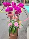 B1-55│蘭花盆栽│新北市花店│蘆洲花店│榮升誌慶│喬遷之喜│開幕誌慶│過年送禮│訂花│送花