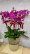 B1-28│蘭花盆栽│新北市花店│蘆洲花店│榮升誌慶│喬遷之喜│開幕誌慶│過年送禮│訂花│送花