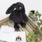 Jellycat 18cm-墨黑 Bashful Inky