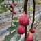 【四湖青農】吳頡慶-有機溫室無花果鮮果禮盒(波姬紅)(約1斤/盒)(含運)