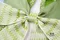 織紋時尚蝴蝶結(Patterned Chic Bow)｜綠色｜愛心｜心電圖｜藍色｜裝飾｜緞帶用途｜聖誕｜婚禮