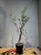 羽葉沒藥( 滔天橄欖)Commiphora monstruosa