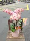 B1-47│蘭花盆栽│新北市花店│蘆洲花店│榮升誌慶│喬遷之喜│開幕誌慶│過年送禮│訂花│送花