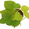 觀葉植物 心葉蔓綠絨 Philodendron 3吋盆