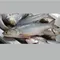 生態養殖午魚250-600克 / 1-2尾