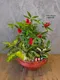 D1-19│送禮盆栽│新北市花店│蘆洲花店│開幕誌慶│新居落成│榮升誌慶│訂花│送花