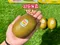 【分裝】【原裝】Zespri®奇異果