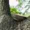 【Outdoorbase】單層純鈦野炊盤600ml/800ml 野夫炊煙