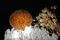 超光如意寶珠全透38.01g