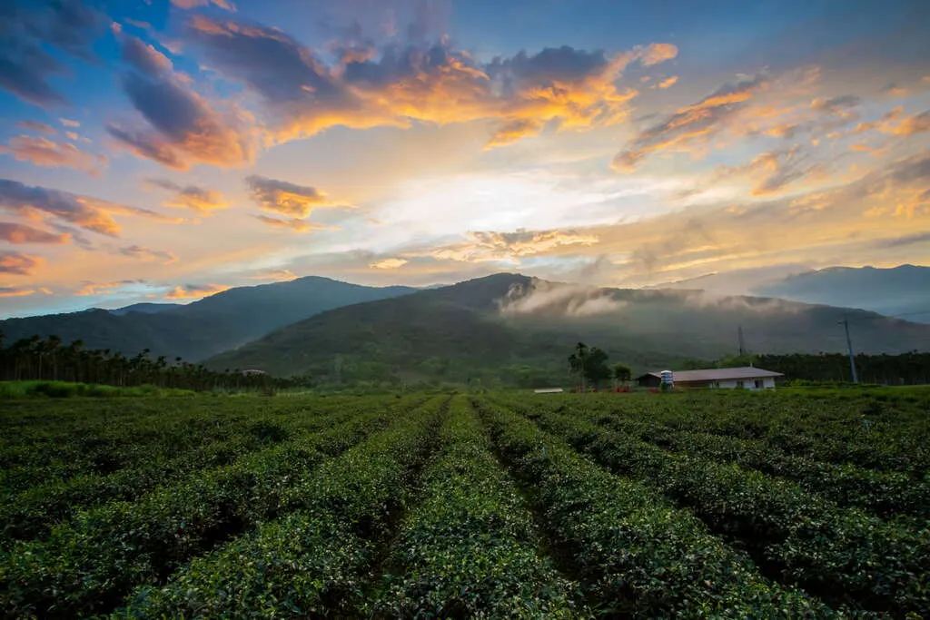 瑞穗舞鶴茶