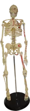 (恕不退貨)解剖模型Painted Big Tim Skeleton (Model)