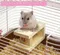 日本Marukan．超愛咬多角啃木【MR-941】鼠鼠專用咬咬木台階/磨牙遊戲