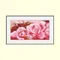 芙蓉娟色