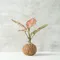 雅曼尼粗勒草-水苔球植物