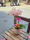 B1-51│蘭花盆栽│新北市花店│蘆洲花店│榮升誌慶│喬遷之喜│開幕誌慶│過年送禮│訂花│送花
